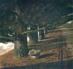 Peinture sur toile de Andrew Wyeth Pine Barron - 1976 reproduction peinte à la main
