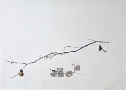 Peinture sur toile de Andrew Wyeth Study Of Weeds Study For Winter Fields 1942 reproduction peinte à la main