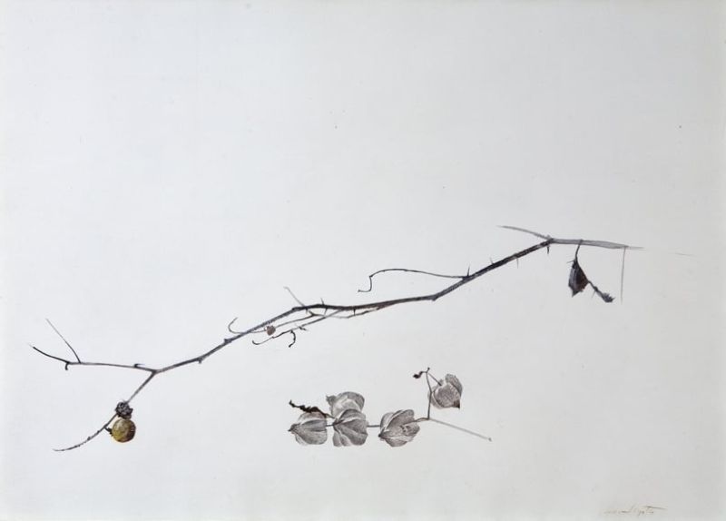 Andrew Wyeth Study Of Weeds Study For Winter Fields 1942