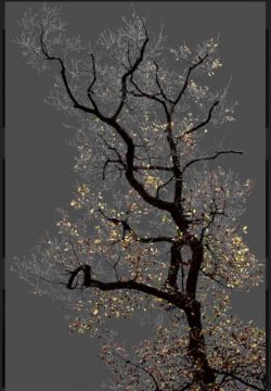 Peinture sur toile de Arman N 17 Dark Trees Series reproduction peinte à la main