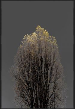 Peinture sur toile de Arman N 22 Dark Trees Series reproduction peinte à la main