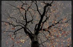 Peinture sur toile de Arman N 25 Dark Trees Series reproduction peinte à la main