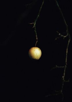Peinture sur toile de Brigham Baker Objet Trouve - Apple 2019 reproduction peinte à la main