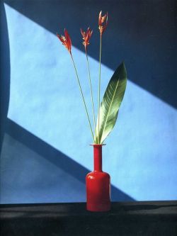 Peinture sur toile de Claude di Placido, Mapplethorpe ( 1946-1989 ) reproduction peinte à la main
