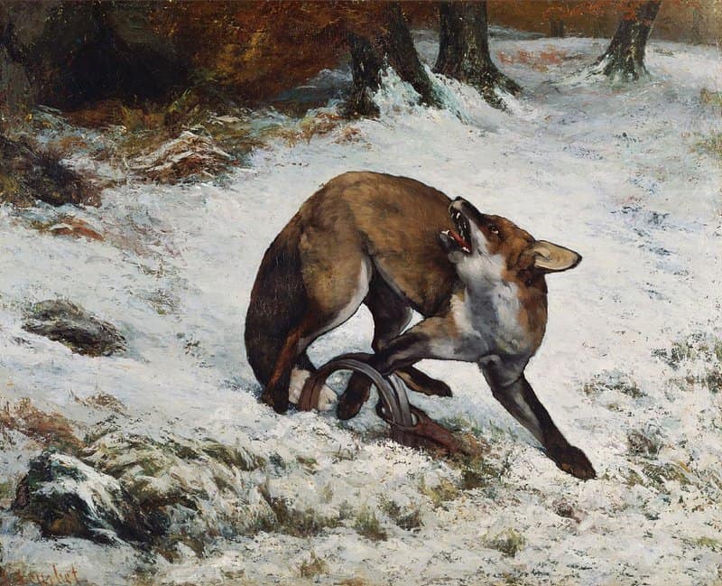 Gustave Courbet, Renard pris dans un piège