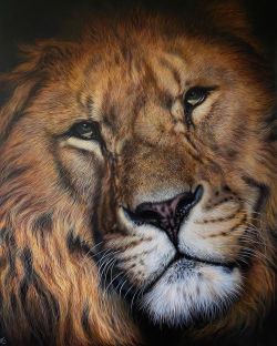 Lion Male Close Up reproduction peinte à la main
