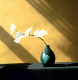 Robert Mapplethorpe, orchidée, 1946-1989 reproduction peinte à la main