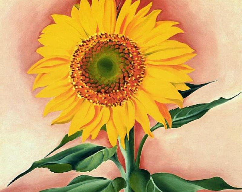 O'Keeffe, Un tournesol de la part de Maggie - 1937